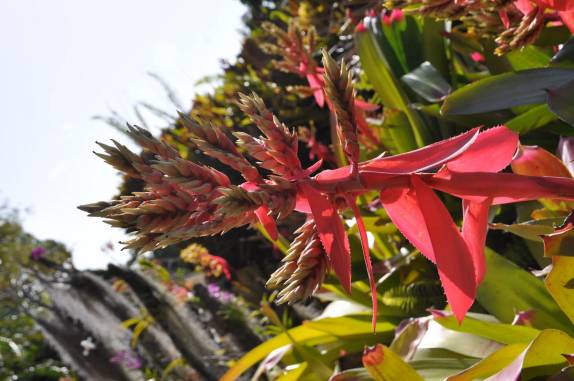 Lindas orquídeas no Jardim Botânico de Nevis - Caribe
